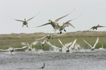 ����� ������ (Cygnus bewickii) �������� ������